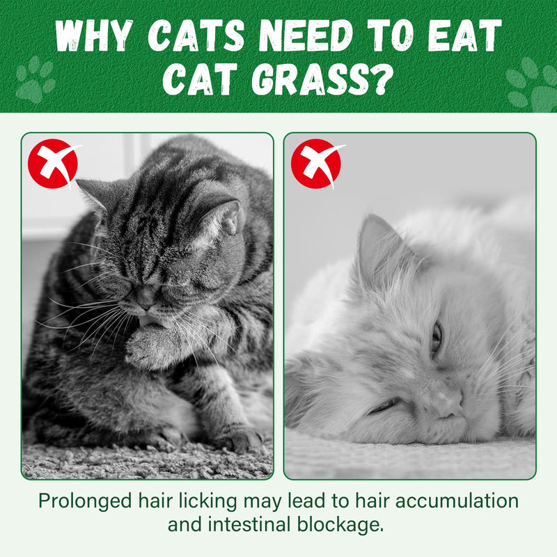 Cat Grass Teething Stick, 100g / 3.52oz Natural Cat Grass Treats for Indoor Cats, Cat Chew Stick for Hairball Cleaning, Appetite Boosting & Dental Health, Edible Cat Toys