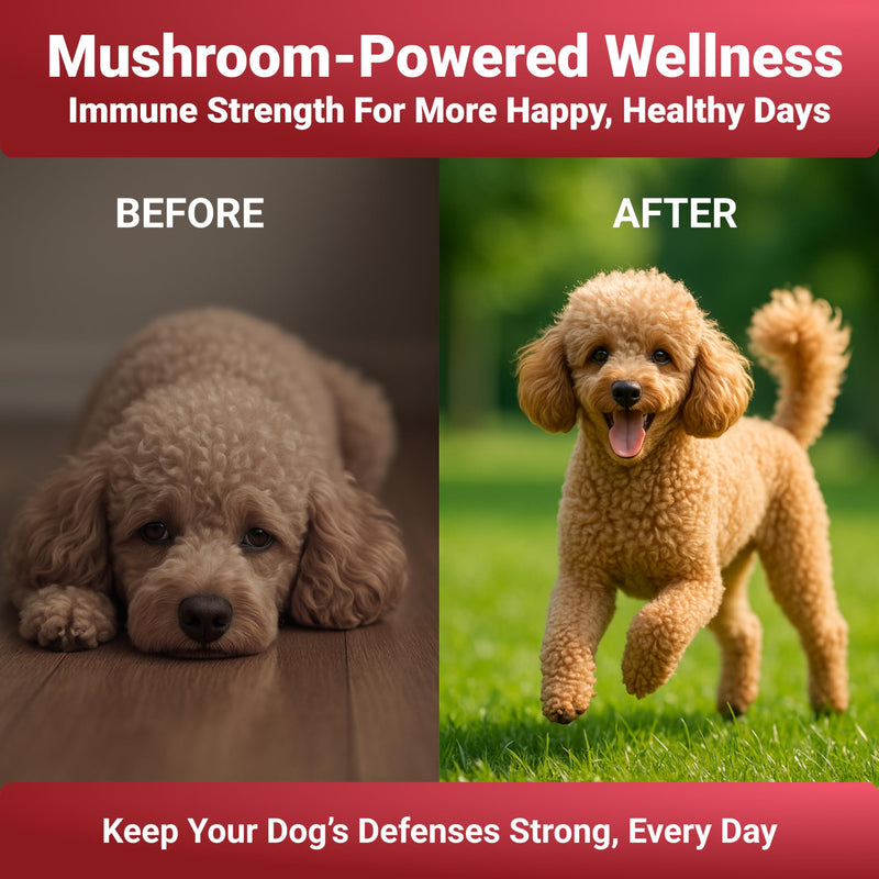WuffWell Turkey Tail Mushroom Supplement for Dogs - Immune Support Mushrooms - Dog Mushroom Supplements for Health - Turkey Tail for Dogs - Mushroom Powder for Dogs - Natural Dog Wellness