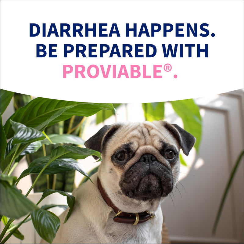 Nutramax Proviable Probiotics for Small Dogs and Cats, Diarrhea Support Kit, Digestive Health Supplement with Multiple Strains of Bacteria, Plus Prebiotics, Kaolin and Pectin, 15 ml Paste and 10 Capsules Small Dog/Cat (Under 20 lbs) - 15 ml (Pack of 10)