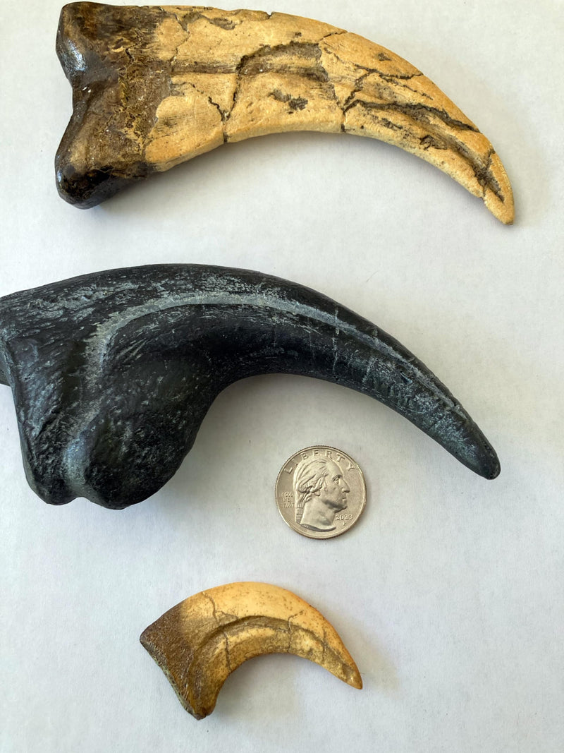 Dinosaur Claw Fossil Replica Bundle – Allosaurus, Utahraptor, and Velociraptor Claw Set