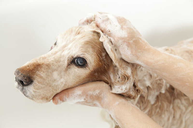 Pet Silk Hypoallergenic Shampoo, Free of Dyes and Fragrances, Specially Designed for Pet's with Sensitive Skin, Infused with Keratin, Achieve a Strong, Healthy & Smooth Coat for Your pet! (16oz) 16oz - PawsPlanet Australia