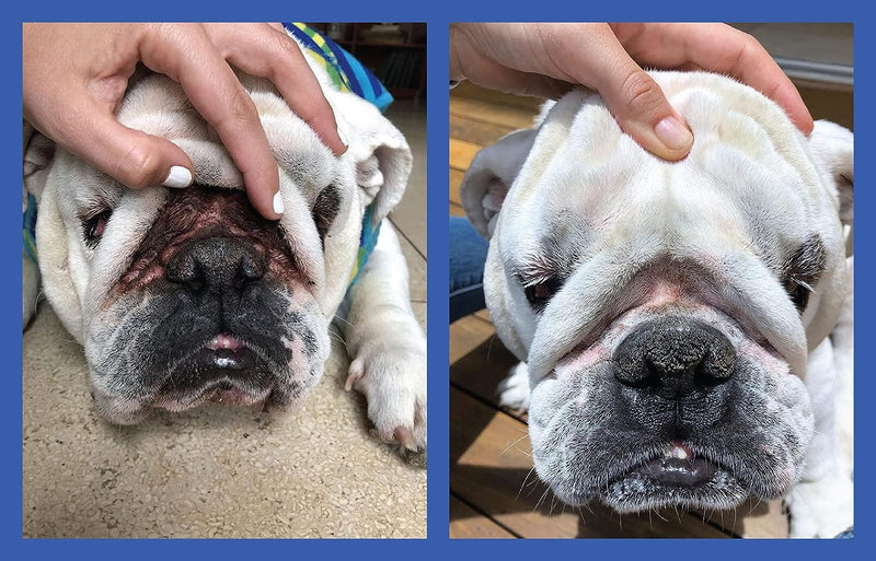 Squishface Wrinkle Paste - 2 Pack - Bulldog, French Bulldog, Pug, English Bulldog – Cleans Wrinkles, Tear Stain, Tail Pockets, and Paws – Anti-Itch Tear Stain Remover & Bulldog Wrinkle Cream, 2 Oz. Wrinkle Paste 2-Pack