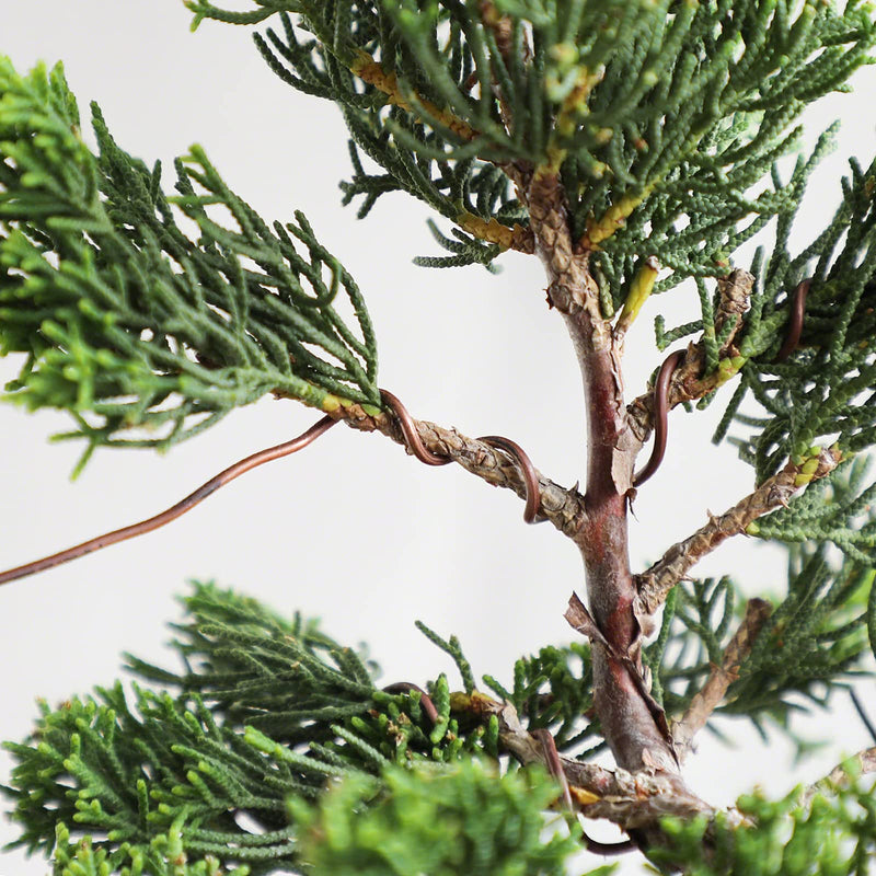 Wazakura Annealed Copper Bonsai Training Wire Made in Japan, Rust Resistant Outdoor Plant Cable (95.1 ft/29 m roll) - 1.6mm, Copper Wire