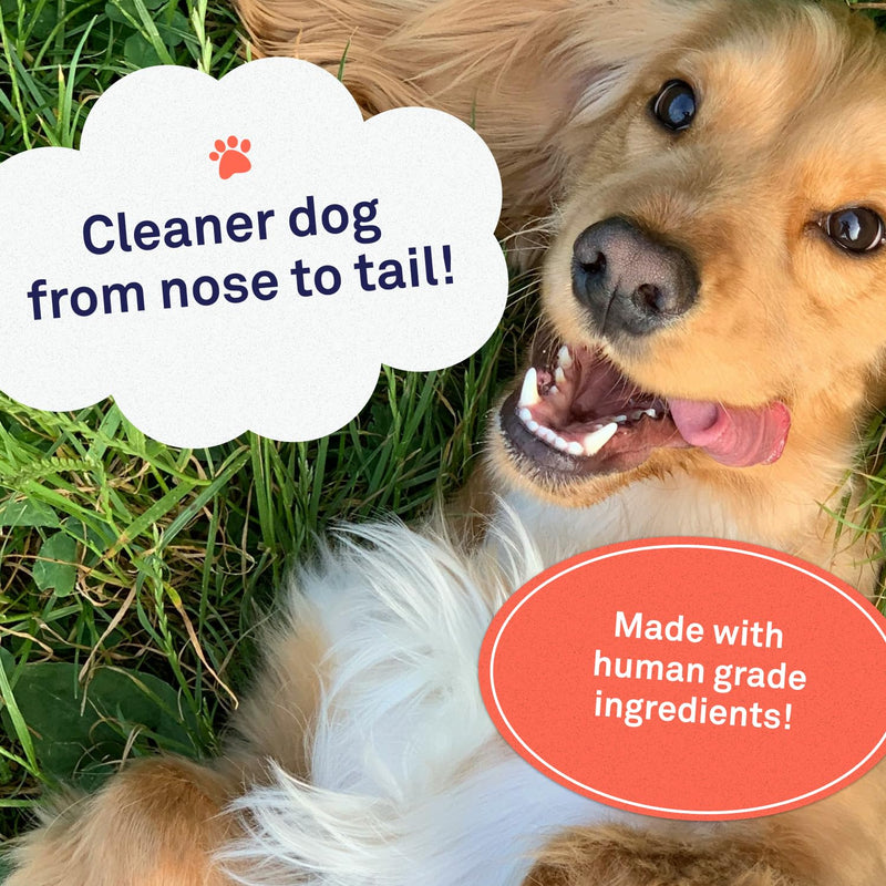 Petpost | Waterless Argan Shampoo Spray for Dogs with Sensitive Skin - Naturally Nourishing Coat Cleaner & Deodorizer for Healthier, Shinier Fur - Rinse Free Formula 8 oz. 8 oz. - PawsPlanet Australia