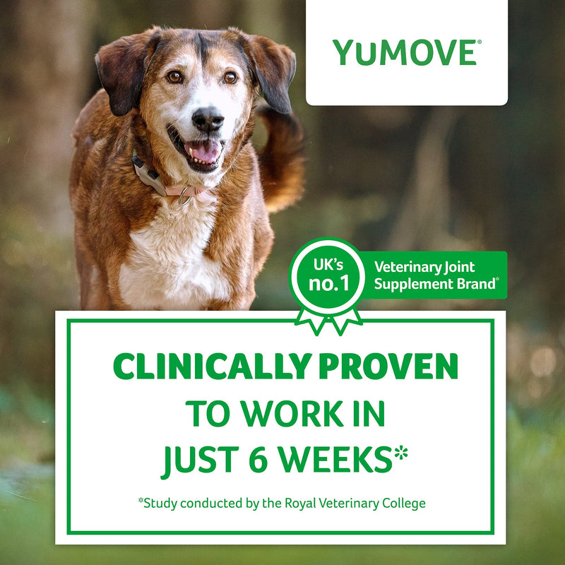 Lintbells YuMOVE Daily Bites For Senior Dogs | High Strength Hip and Joint Supplement Designed for Older, Stiff Dogs, with Glucosamine, Chondroitin, Green Lipped Mussel | Aged 9+ | 60 Chews, White 60 count - PawsPlanet Australia