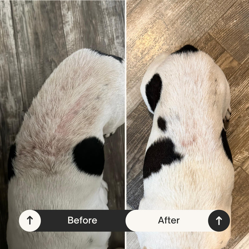 Show Out Skin & Wound Spray for Dogs & Cat - Remedy for Dog Hot Spot, Cleans and Repairs skin, Wound Care, Relief for Hot Spots, Skin Allergies, Dry, Itching Skin (Makes 32 oz of Solution for Pet)