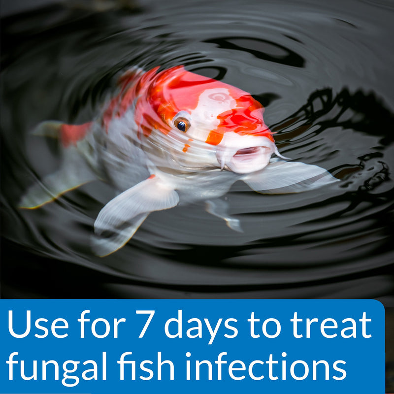 PondCare® PimaFix Antifungal Remedy for Koi & Goldfish (16 oz.)