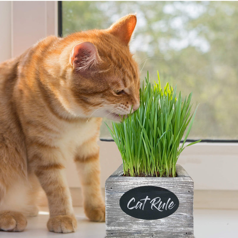 Cat Grass for Indoor Cats Kit – Organic Wheatgrass Seed & Soil, Hairball Remedy in Red Cedar Planter, Gift Box with Bonus Label, Pen & 10% Cat Treats Discount (Coast) Coast (1 Planters)