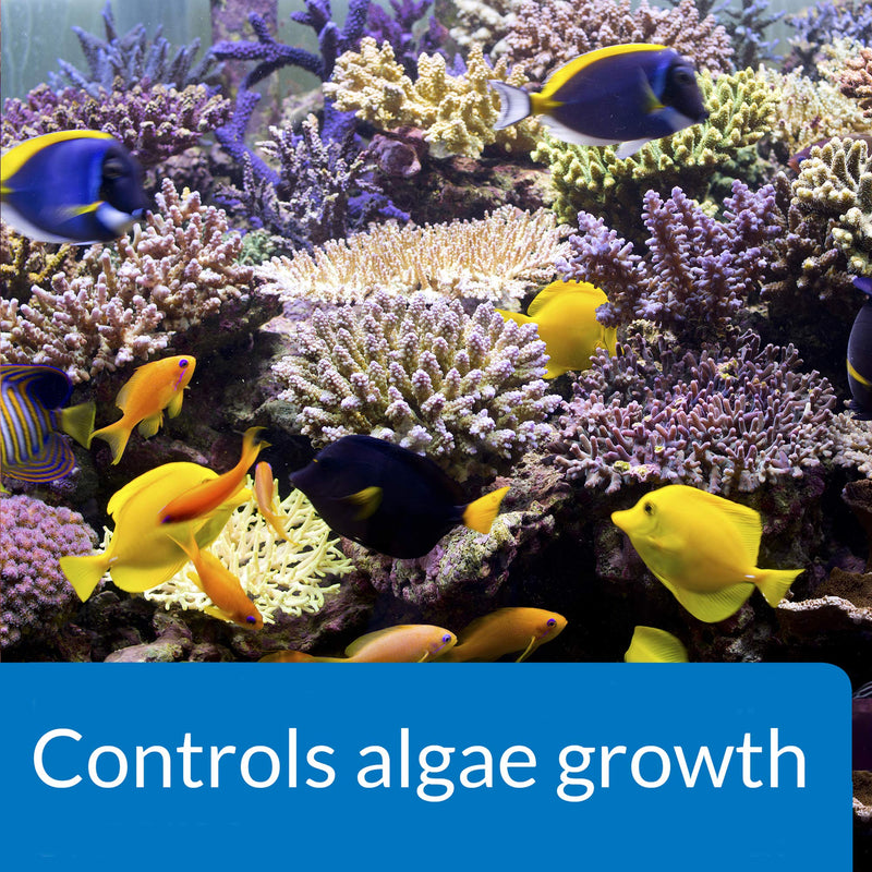 API MARINE ALGAEFIX Algae Control 16-Ounce Bottle 16 Fl Oz (Pack of 1) Aquarium Pond Water Treatment