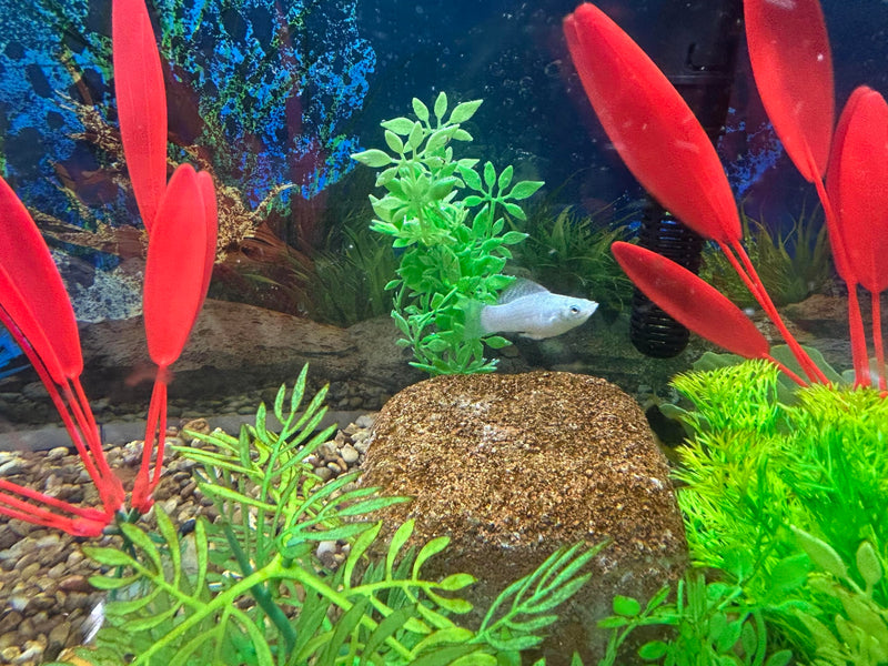 Aquarium Stone for Natural Water Clarification and Odor Removal Featuring Beneficial Bacteria (Nano) 1 Pack Nano