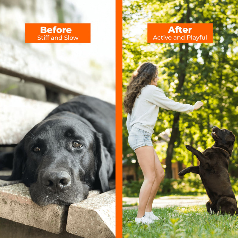 G-Max Joint Support for Dogs - Maximum Strength Hip & Joint Supplement with Glucosamine, Chondroitin, MSM etc - Relieves Arthritis Pain & Hip Dysplasia - Bacon Flavor, 60 Chews - PawsPlanet Australia