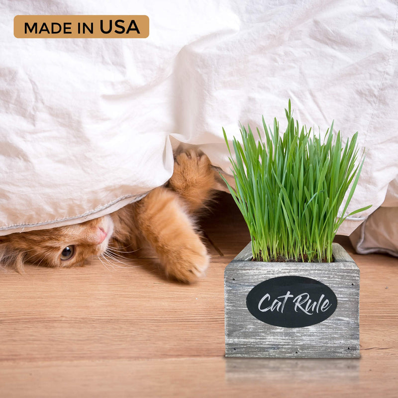Cat Grass for Indoor Cats Kit – Organic Wheatgrass Seed & Soil, Hairball Remedy in Red Cedar Planter, Gift Box with Bonus Label, Pen & 10% Cat Treats Discount (Coast) Coast (1 Planters)