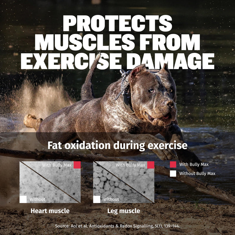 Bully Max 3-in-1 Liquid Dog Muscle Builder for Puppy and Adult Dogs - Dog Vitamins & Supplements for Performance, Energy, Recovery, Immune Support, Skin, Coat Health - Canine Supplement for All Breeds