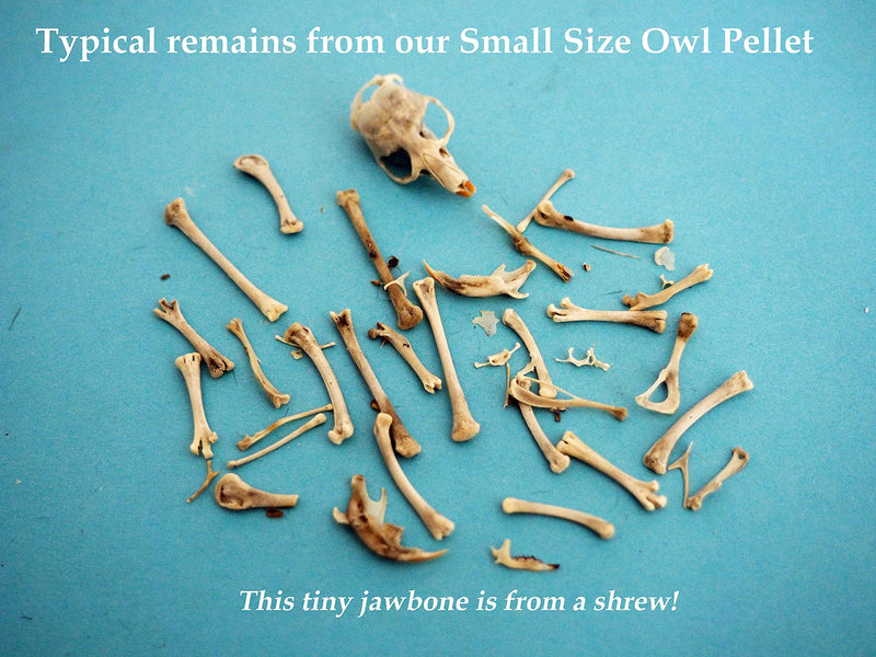 Pellets Barn Owl Pellet, Small (Pack of 20)