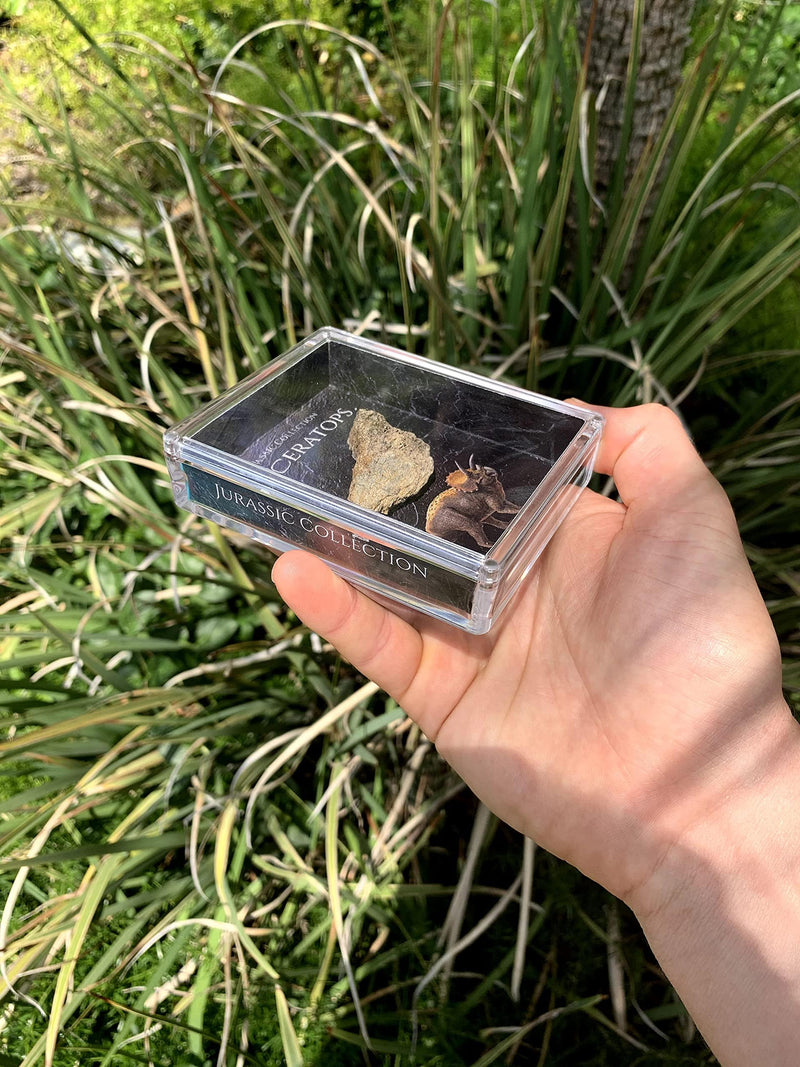 Authentic Triceratops Fossil Bone Gift Box - 67 Million Year Old Cretaceous Specimen in Lucite Case, Montana