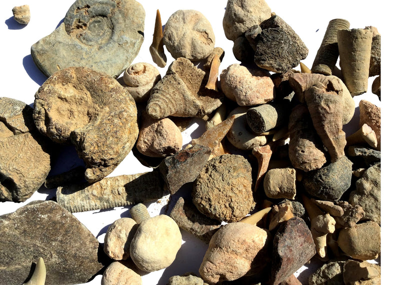 Bulk Educational Genuine Fossil Mix - 1/2 Lb Variety of 75 Genuine Fossils - Exclusively from DINOSAURS ROCK