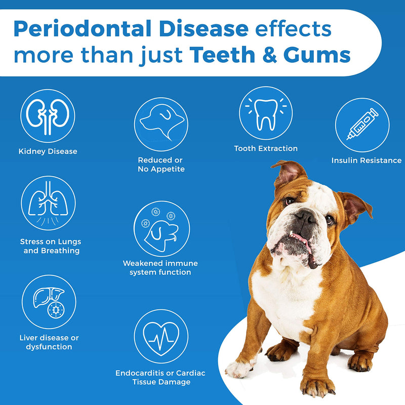 BestLife4Pets Oral Health for Dogs Dental Remedy - Highly Effective Natural Treatment for Inflammatory & Ulcerative Ailments, Stomatitis and Gingivitis. No Smell, No Side Effects - PawsPlanet Australia