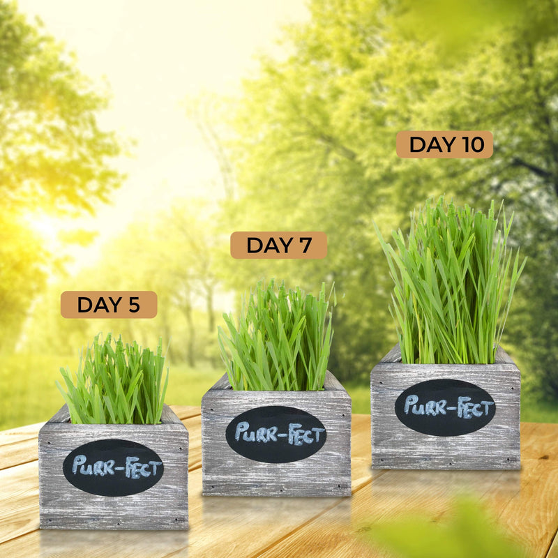 Cat Grass for Indoor Cats Kit – Organic Wheatgrass Seed & Soil, Hairball Remedy in Red Cedar Planter, Gift Box with Bonus Label, Pen & 10% Cat Treats Discount (Coast) Coast (1 Planters)