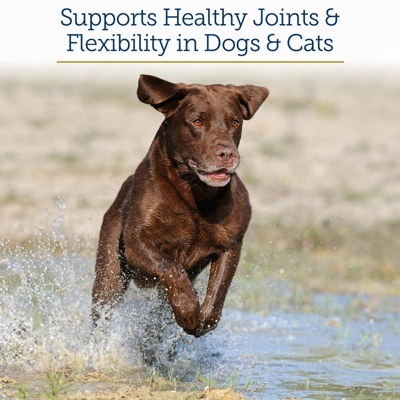 Rx Vitamins MegaFlex Cat and Dog Joint Supplement - Glucosamine Sulfate with MSM, Vitamin C, & Sea Cucumber - Supports Joint Flexibility and Mobility - for All Breeds and Sizes - 600 Capsules