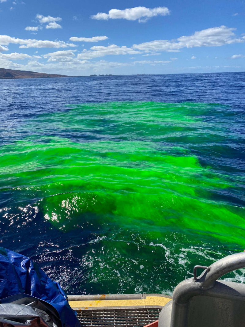 New Resources Group Water Leak Tracing Tablets Neon Bright Green Dyes Detect Illegal Discharge Boats, EPA Standard Sewer and Drain Commercial