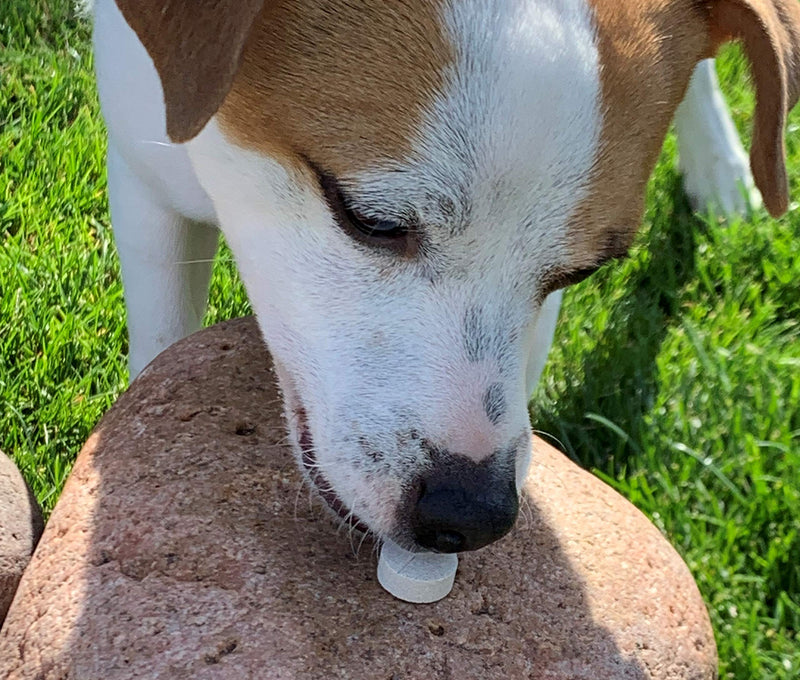 Stool Eating Deterrent with Yucca Schidigera Extract for Dogs - PawsPlanet Australia