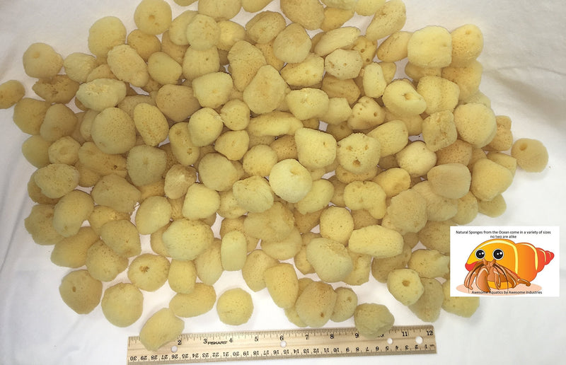 Awesome Aquatic 4-Pack of Hermit Crab Sea Sponges (All Natural Hermit Crab Sponge) Regular 4 pk - PawsPlanet Australia