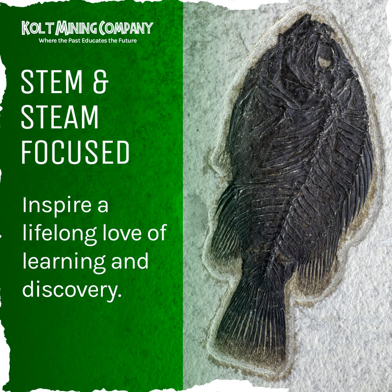 Fossilized Shark Teeth – Excavate and Examine Real Shark, String Ray, Fish, and Crocodile Teeth and Bones – Great STEM/STEAM Teaching Tool – Ideal Gift for Paleontology Enthusiasts – 1 lb.