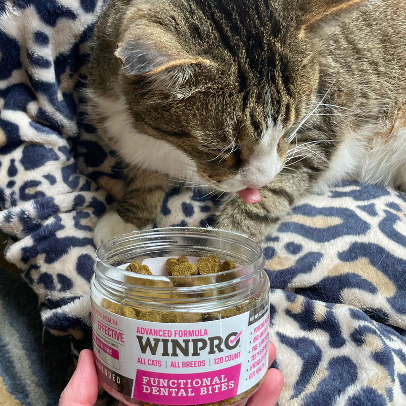 WINPRO Functional Dental Bites for Cats, Plasma-Powered Formula for Supporting Healthy Teeth and Gums, Probiotic Blend, Catnip Flavor, All Cat Breeds, 120 Count