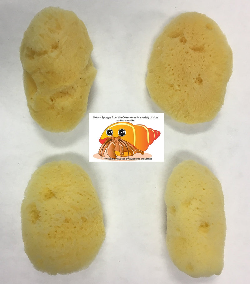 Awesome Aquatic 4-Pack of Hermit Crab Sea Sponges (All Natural Hermit Crab Sponge) Regular 4 pk - PawsPlanet Australia