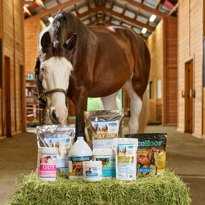 Uckele by SmartEquine Horse Biotin Powder | Hoof Supplement for Horses, Biotin for Horses Includes Zinc and Methionine | 18 oz Jar - PawsPlanet Australia