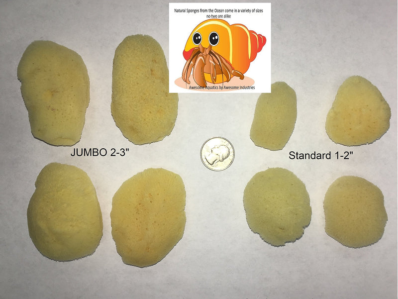 Awesome Aquatic 4-Pack of Hermit Crab Sea Sponges (All Natural Hermit Crab Sponge) Regular 4 pk - PawsPlanet Australia