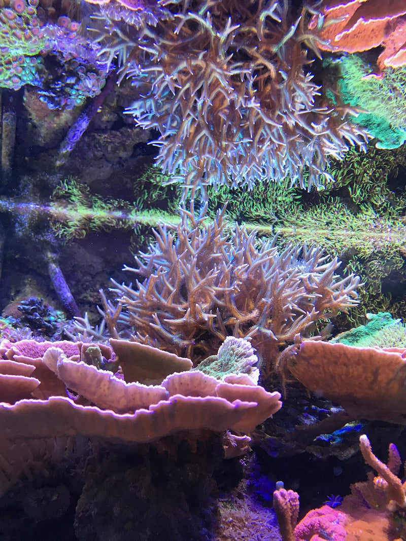 Seachem Reef Complete 500ml