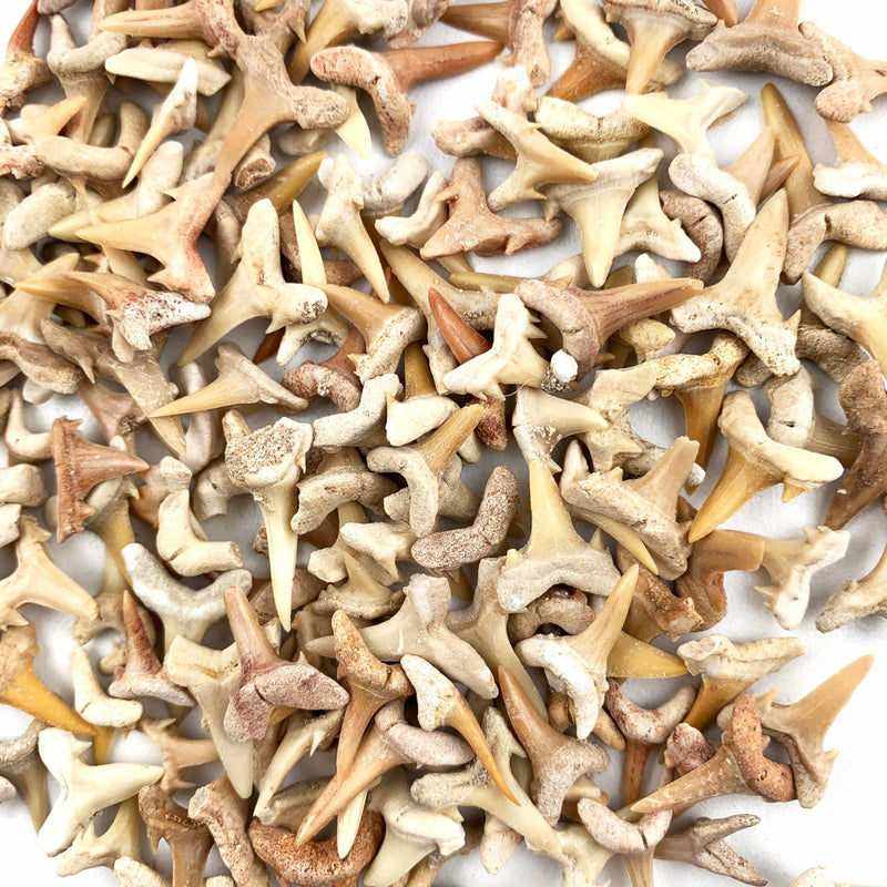 Heyiwell 10PC Fossil Mini Shark Tooth,Real Fossil Shark Teeth 1~1.5cm