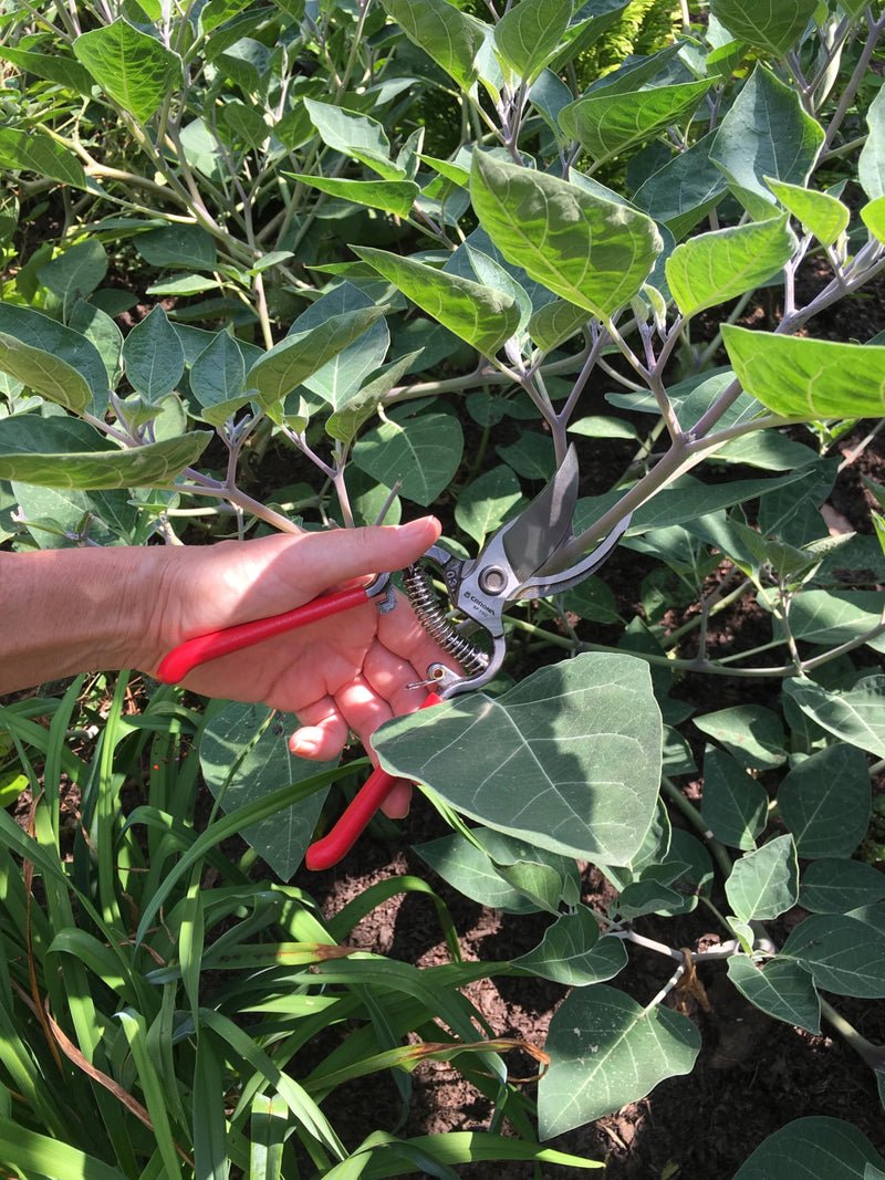 Corona Clipper SP9934 3/4-Inch Bypass Pruning Shears with Bonus Leather Scabbard 3/4-Inch Pruning Kit