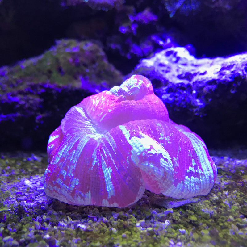 Seachem Reef Plus 500ml 250 mL, 500 mL, 4 L