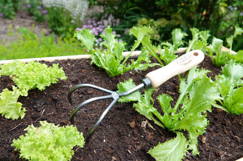 Tierra Garden DeWit 3-Tine Cultivator with Short Handle, Works as Garden Hoe and Tiller (31-0904)