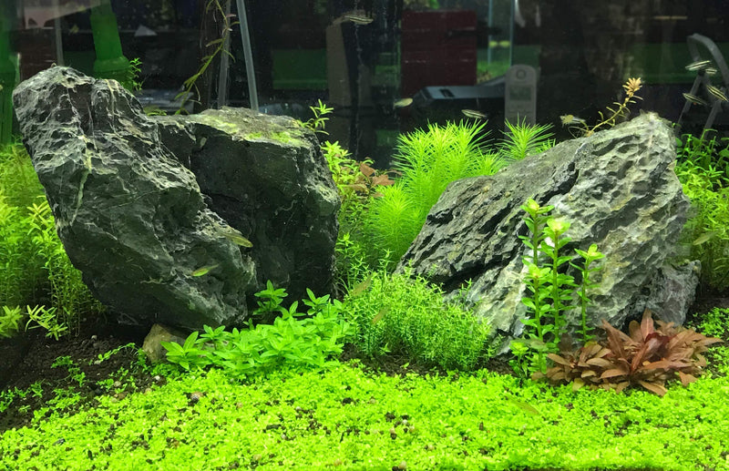 Seachem Flourish Tabs Growth Supplement - Aquatic Plant Stimulant 10 ct