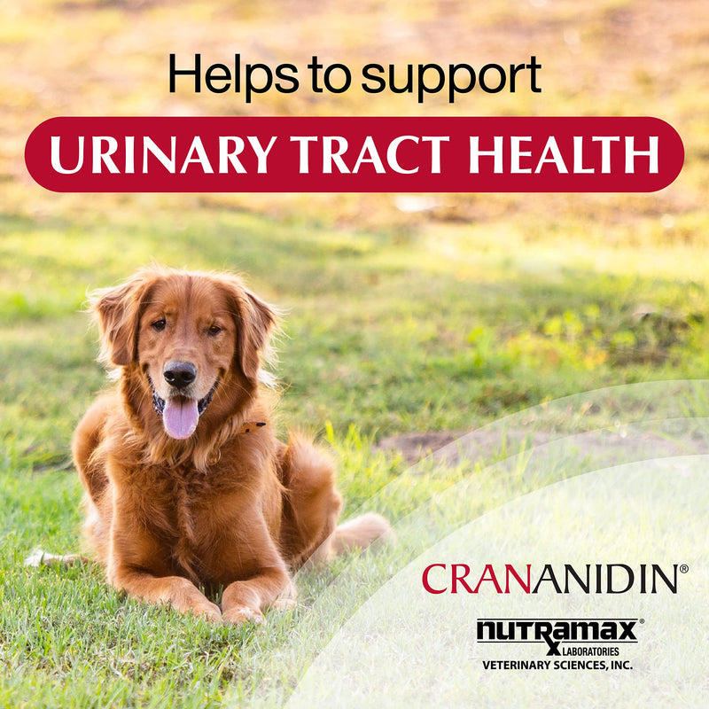 Nutramax Laboratories Crananidin Cranberry Extract Urinary Tract Health Supplement for Dogs, 75 Chewable Tablets 75 Count