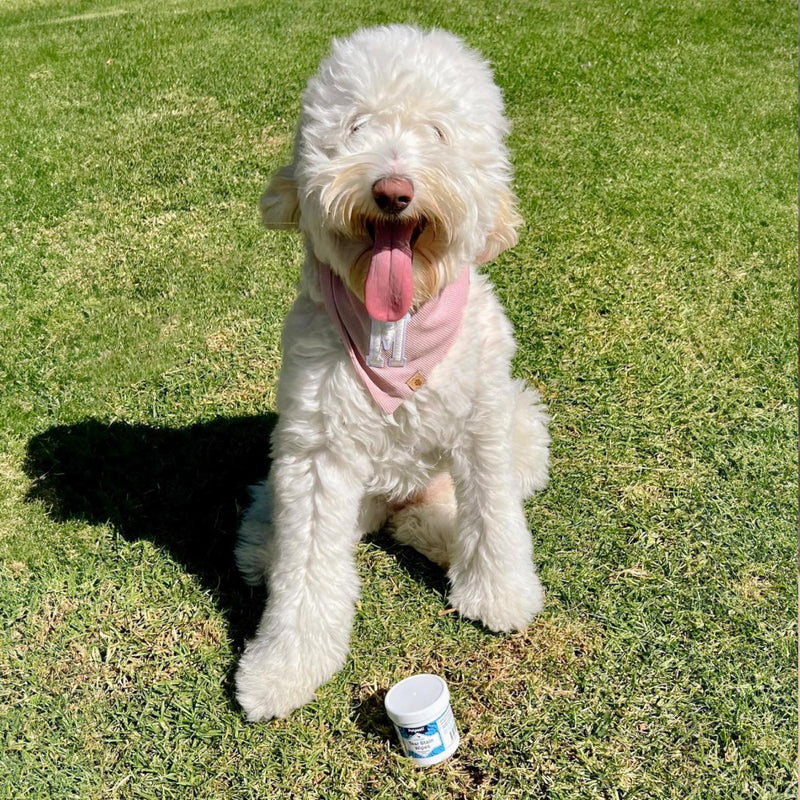 Petpost | Tear Stain Remover Wipes - Presoaked Cotton Pads - Best Natural Eye Crust Treatment for White Fur - Maltese Angels Approved - Chemical and Bleach Free 100 ct. 100 ct. - PawsPlanet Australia