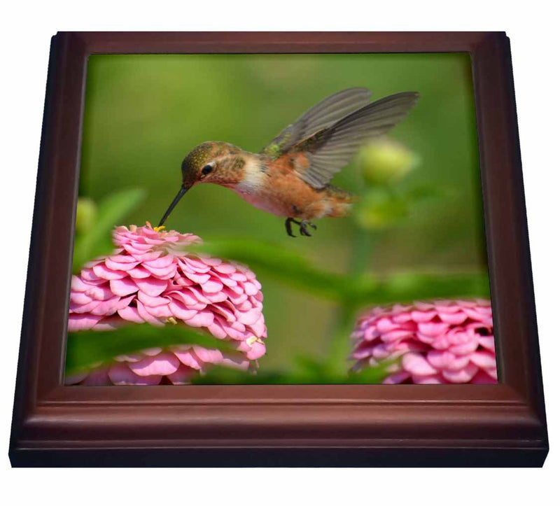 3dRose Hummingbird in a Summer Garden-Photography Trivet with Ceramic Tile, 8 by 8", Brown