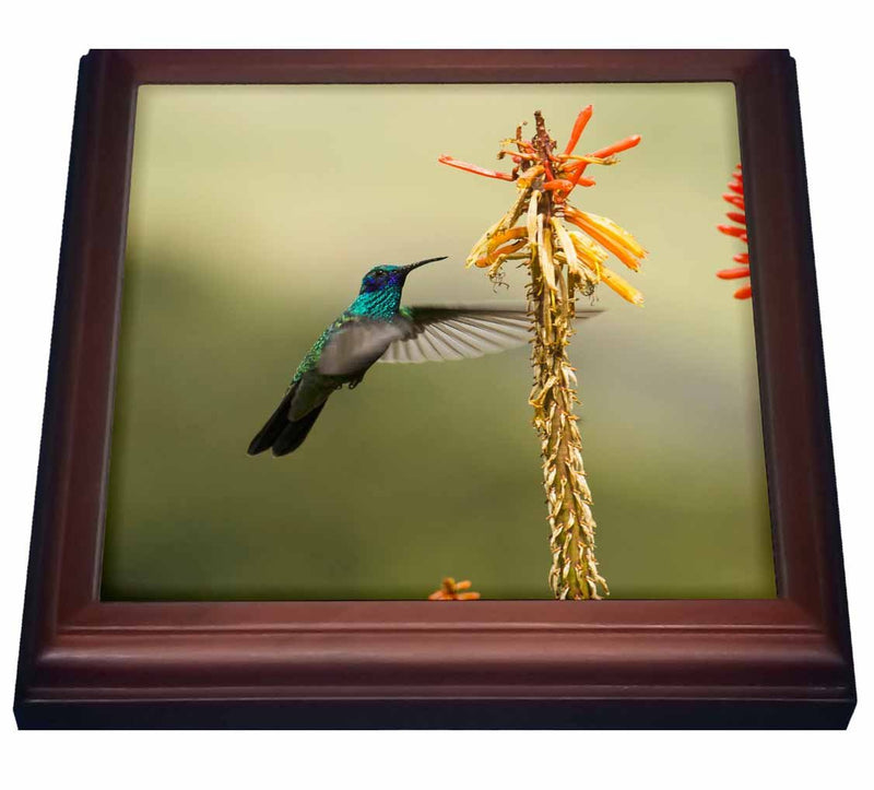 3dRose Sparkling Violetear Hummingbird, Chimborazo, Ecuador SA07 POX2231 Pete Oxford Trivet with Ceramic Tile, 8 by 8", Brown