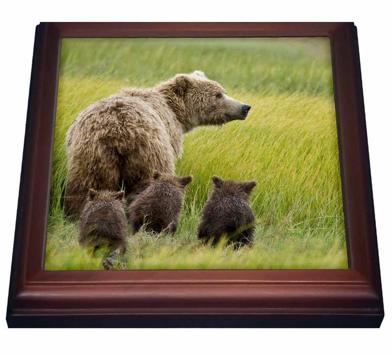 3dRose Alaska, Lake Clark NP, Grizzly Bear US02 BJA0125 Jaynes Gallery Trivet with Ceramic Tile, 8 by 8", Brown