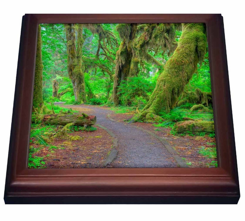3dRose Wa, Olympic NP, Hoh Rainforest, Hall of Mosses US48 JWI3361 Jamie and Judy Wild Trivet with Ceramic Tile, 8 by 8", Brown