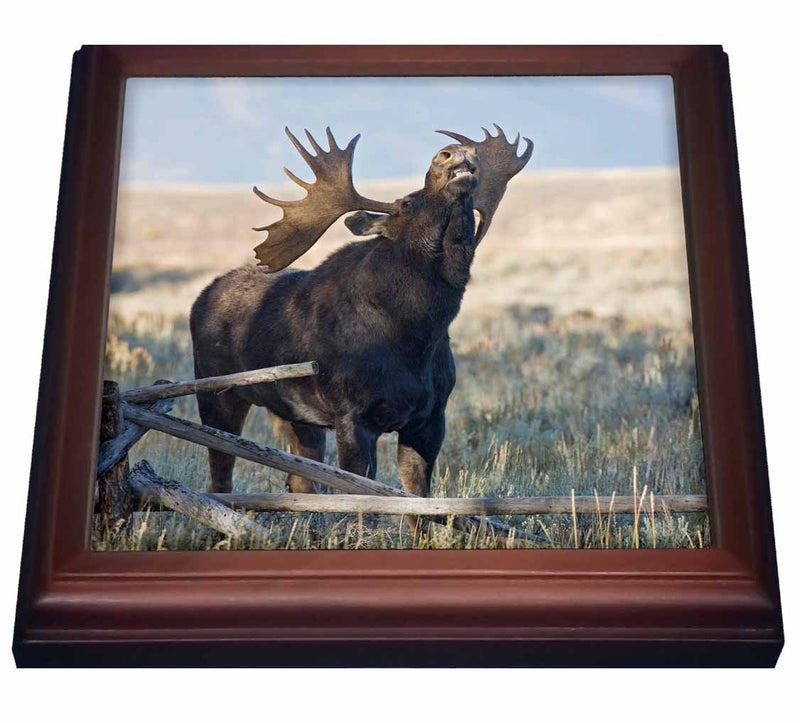 3dRose Wyoming, Grand Teton National Park, Bull Moose US51 JWI0374 Jamie and Judy Wild Trivet with Ceramic Tile, 8 by 8", Brown