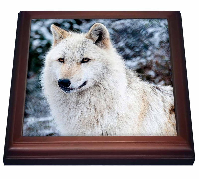 3dRose Rocky Mountain Gray Wolf Trivet with Ceramic Tile, 8 x 8", Brown