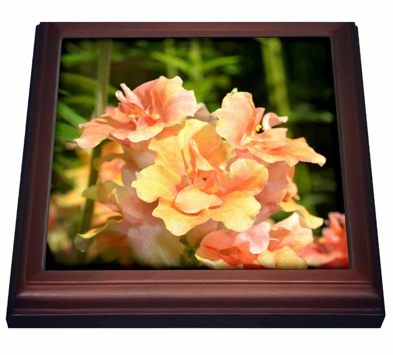 3dRose Drumstick Alliums Are Very Colored Spring flowers from The Garden Trivet with Ceramic Tile, 8 x 8", Natural