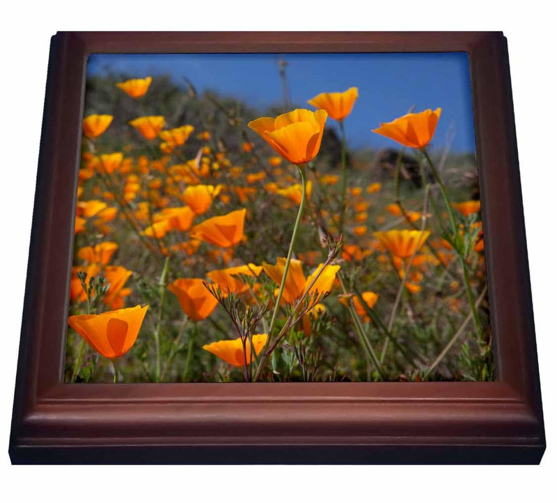 3dRose Golden California Poppy Flowers, California, USA Tom Norring Trivet with Ceramic Tile, 8" by 8", Brown