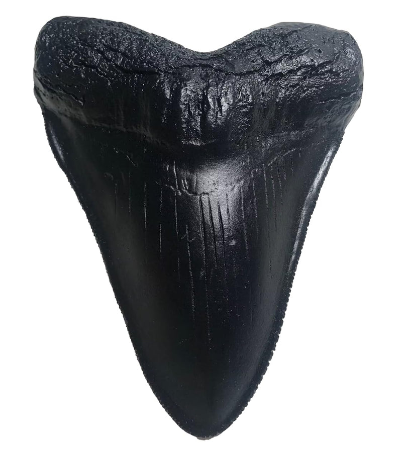 Megalodon Giant Shark Tooth Replica - Museum Quality Fossil Cast (Black) Black