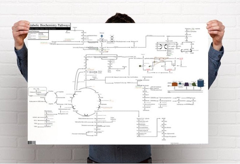 Metabolic Biochemistry Pathways Poster (48 x 36 Inches, Non-Laminate) 36"L x 24"W Non-Laminate Standard 1
