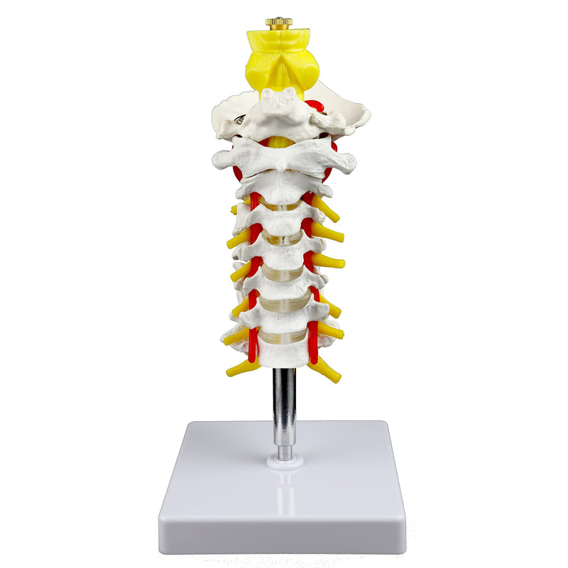 Parco Scientific PB00052 Cervical Spine with Nerves & Arteries Life-Size, Articulated, 7 Cervical Vertebrae, Intervertebral Discs, Occipital Bone, Spinal Cord, Paired Spinal Nerves & Vertebra